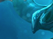 Loch Ness Cho'Gath (lochnesschogath)